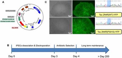 Long Term Gene Expression in Human Induced Pluripotent Stem Cells and Cerebral Organoids to Model a Neurodegenerative Disease